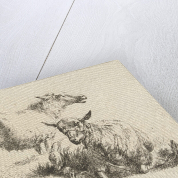 Lying sheep with halter and a standing sheep by Anonymous