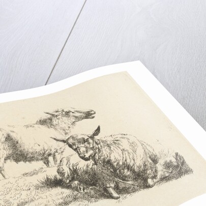 Lying sheep with halter and a standing sheep by Anonymous