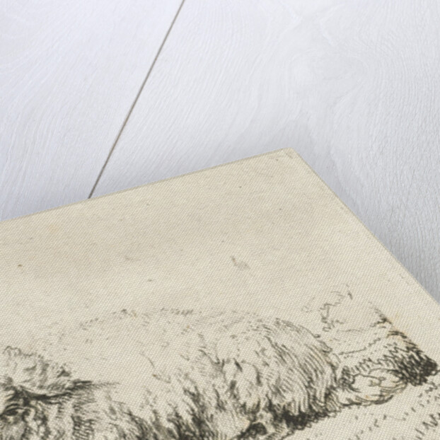 Lying sheep with thick fur by Frédéric Théodore Faber