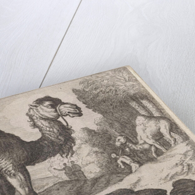 Camels by Herman van Swanevelt