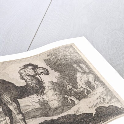 Camels by Herman van Swanevelt