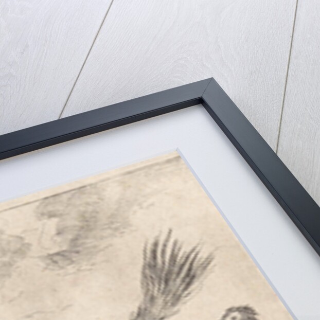 Parliament of birds by John Ogilby