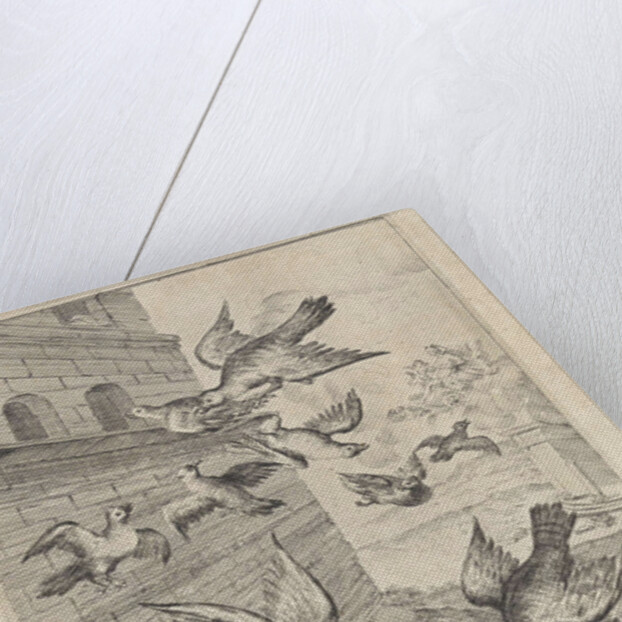 Fable of the doves and the hawks by John Ogilby