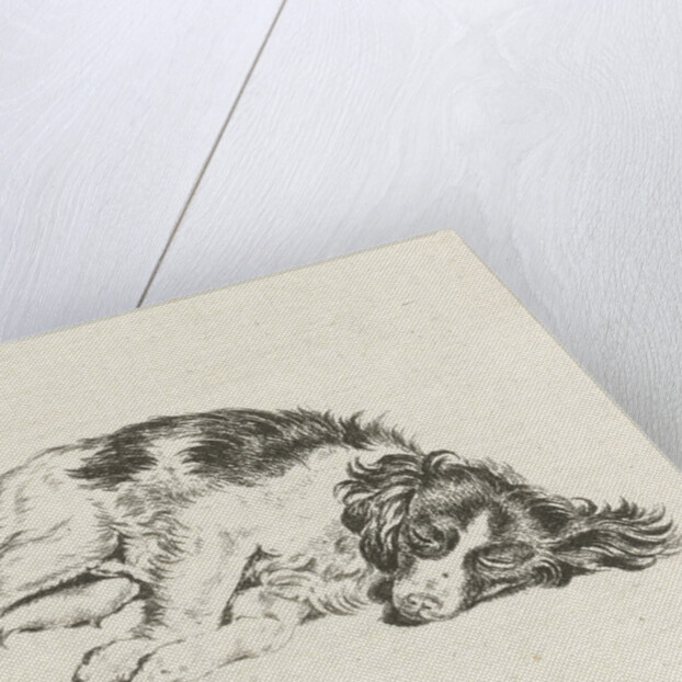 Sleeping dog by Hendrik Godart de Marée
