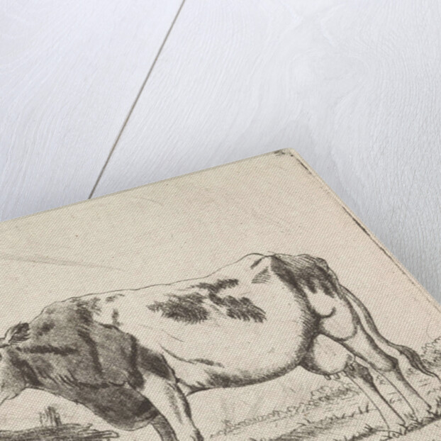 Cow at fence by Pieter Janson