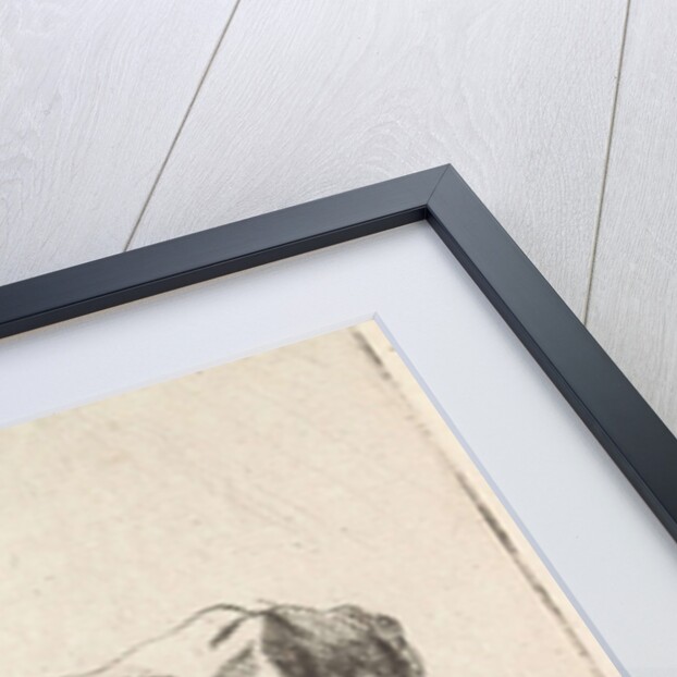 Cow at fence by Pieter Janson