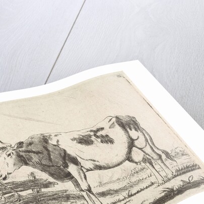 Cow at fence by Pieter Janson