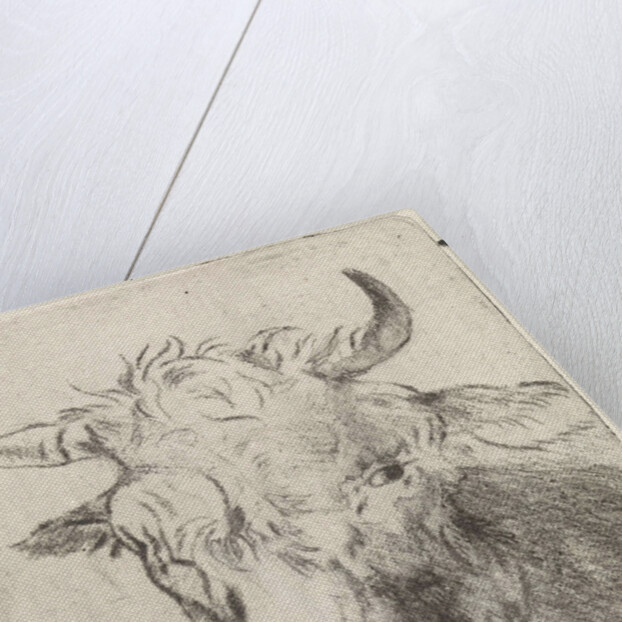 Ox head, left by Pieter Janson