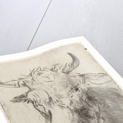 Ox head, left by Pieter Janson