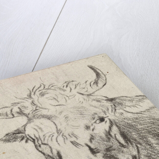 Ox head, left by Pieter Janson