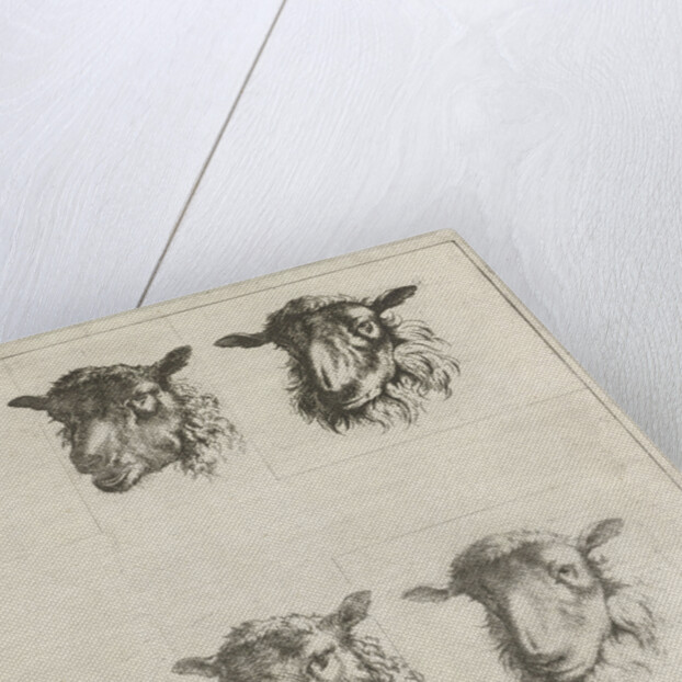 Study Sheet with six sheep ' by Johannes Janson