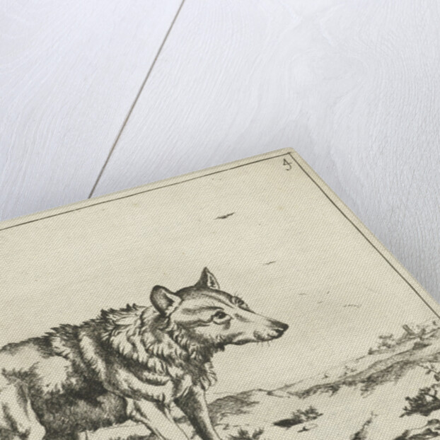 Standing wolf, and profil by Paulus Potter