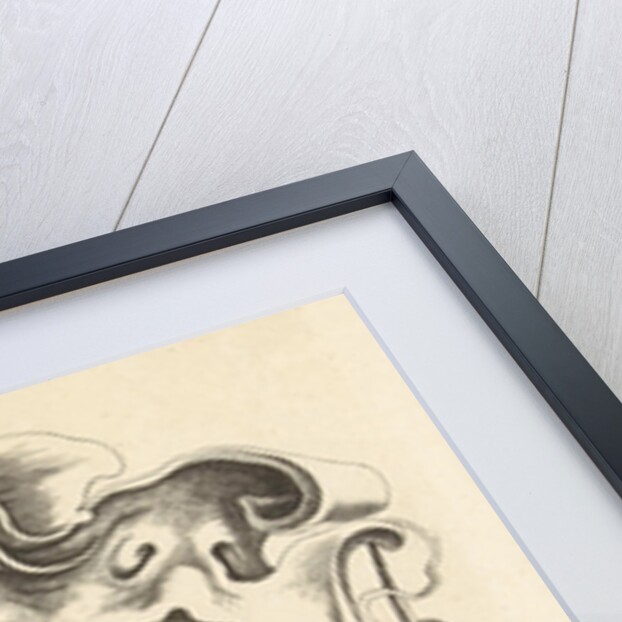 Lobe Cartouche with arms of Amsterdam by Frederik de Wit