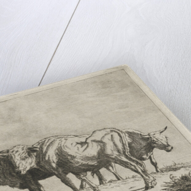 Three oxen by Pieter Gaal