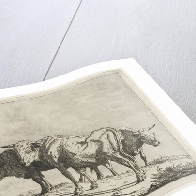 Three oxen by Pieter Gaal