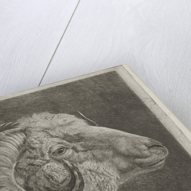 Head of a ram to the eye curved horn by Pieter Gaal