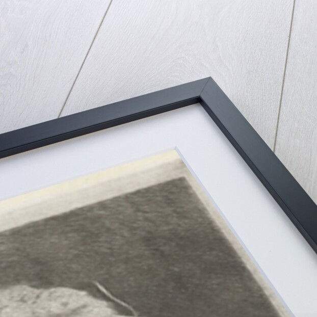 Head of a ram to the eye curved horn by Pieter Gaal