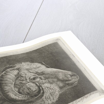 Head of a ram to the eye curved horn by Pieter Gaal