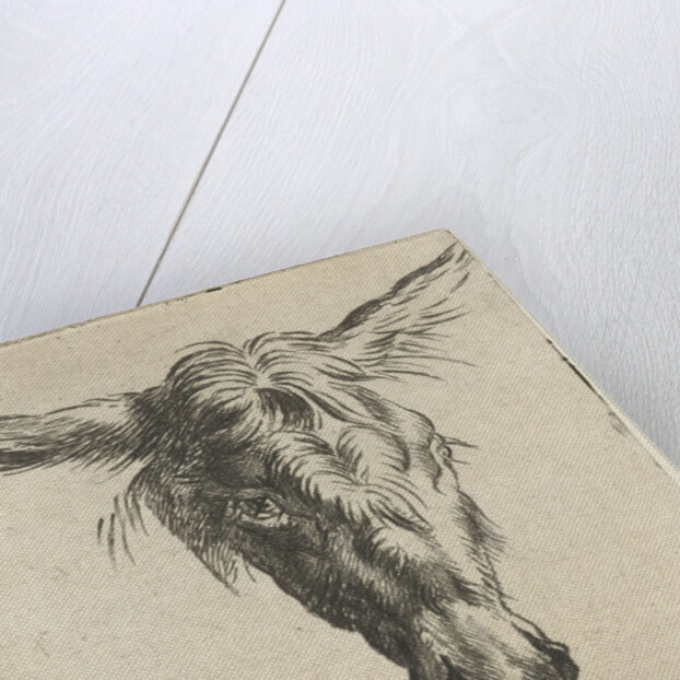 Head of a donkey by Nicolaes Pietersz. Berchem