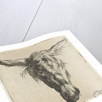 Head of a donkey by Nicolaes Pietersz. Berchem