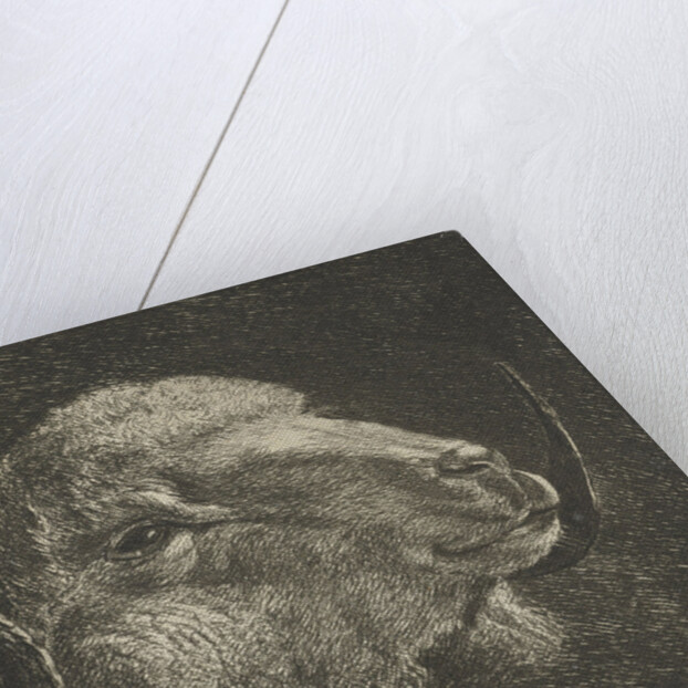 Head of a ram with twisted horns backward by Jacobus Cornelis Gaal