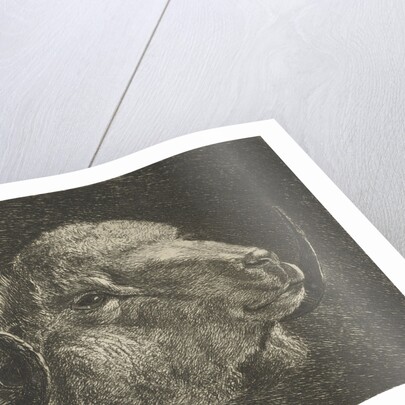 Head of a ram with twisted horns backward by Jacobus Cornelis Gaal