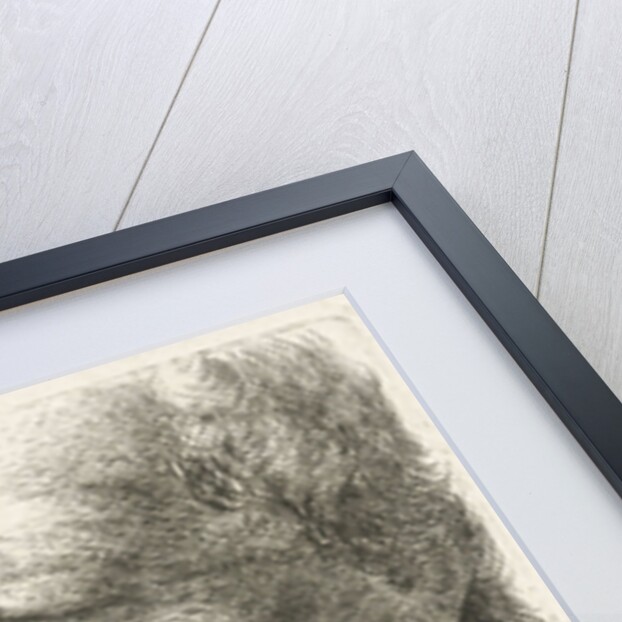 Face of an old man in profile by Johannes Mock