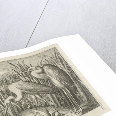 Storks and ducks at a pond by Jan van Londerseel