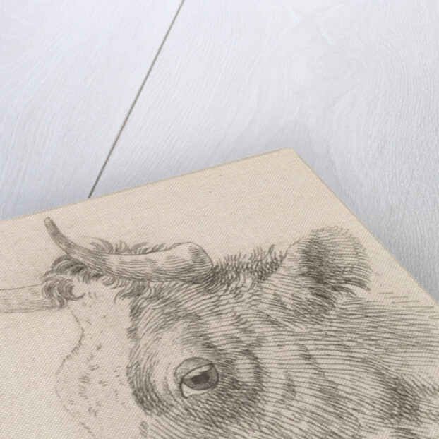 Head of a bull by Dirk van Oosterhoudt
