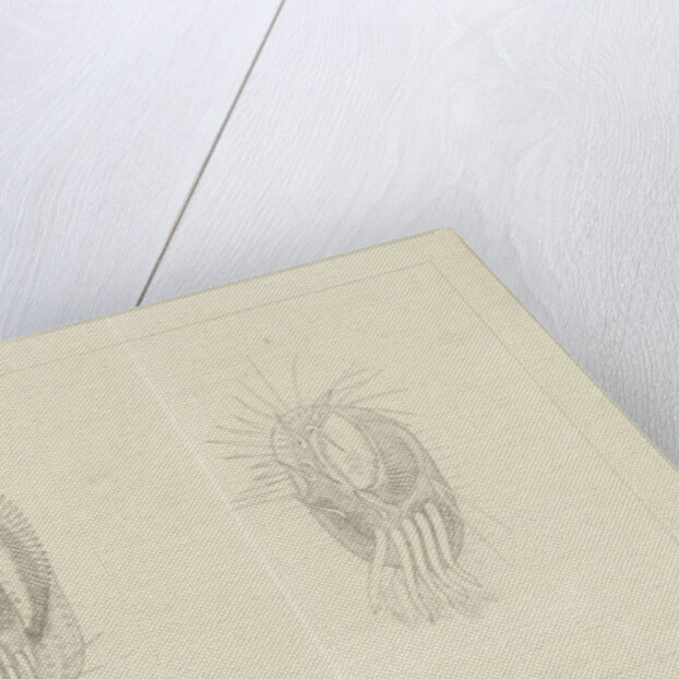 Two infusoria by Jacob Rees