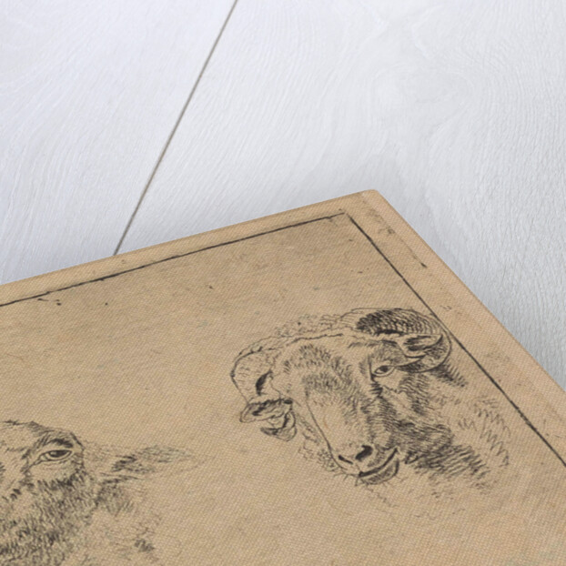 Head of a ram and head of a sheep by Carel Webbers