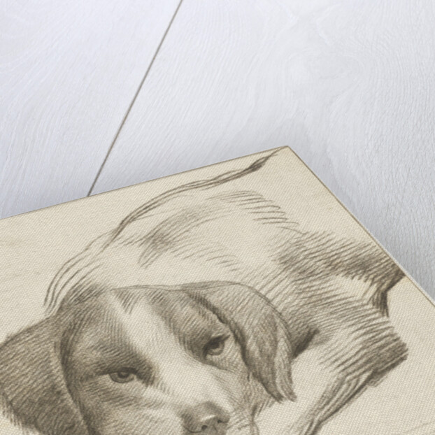 Lying dog by Cornelis Visscher II