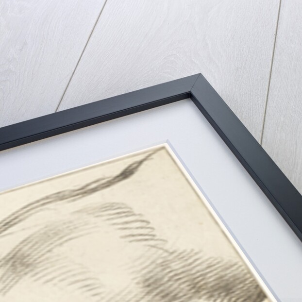 Lying dog by Cornelis Visscher II