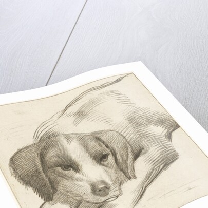 Lying dog by Cornelis Visscher II