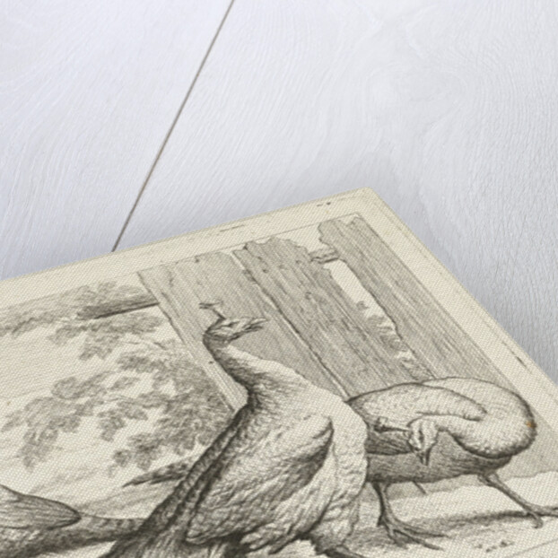 Three peacocks by Peter Casteels III