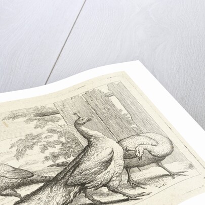 Three peacocks by Peter Casteels III