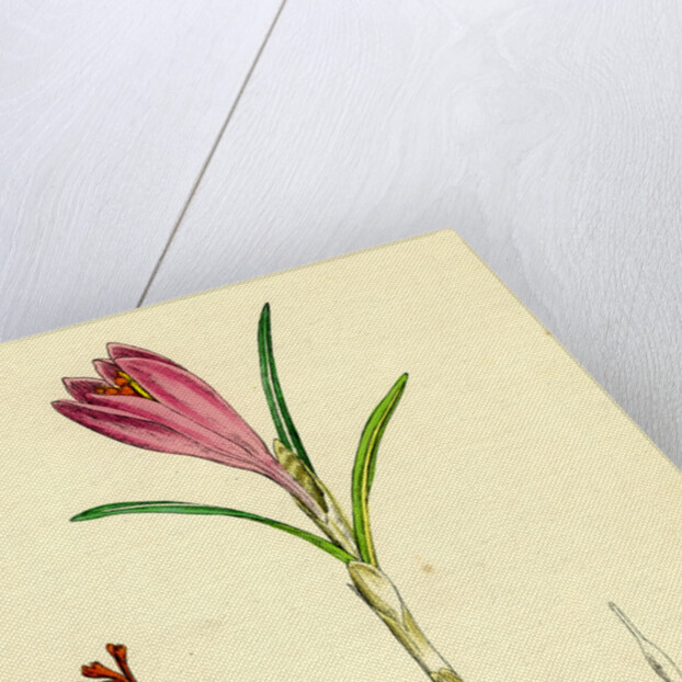 Crocus Vernus Purple Crocus by Anonymous