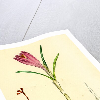 Crocus Vernus Purple Crocus by Anonymous