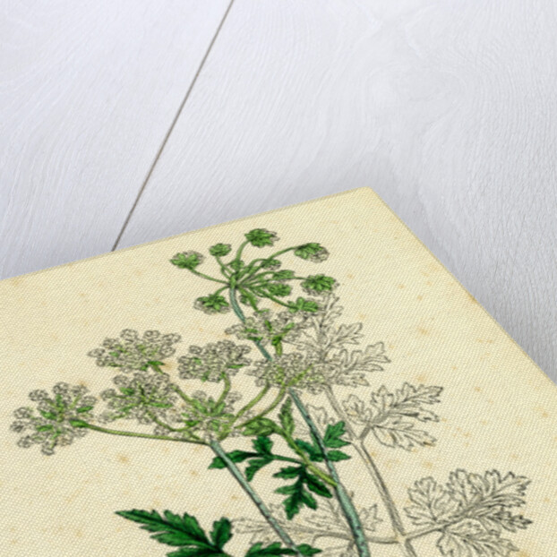 Chaerophyllum Temulum Rough Chervil by Anonymous