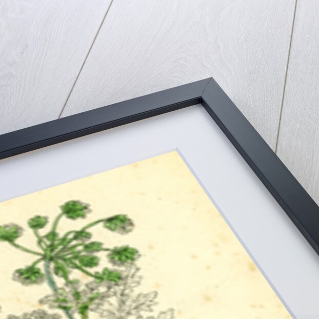 Chaerophyllum Temulum Rough Chervil by Anonymous