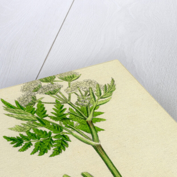 Myrrhis Odorata Sweet Cicely by Anonymous