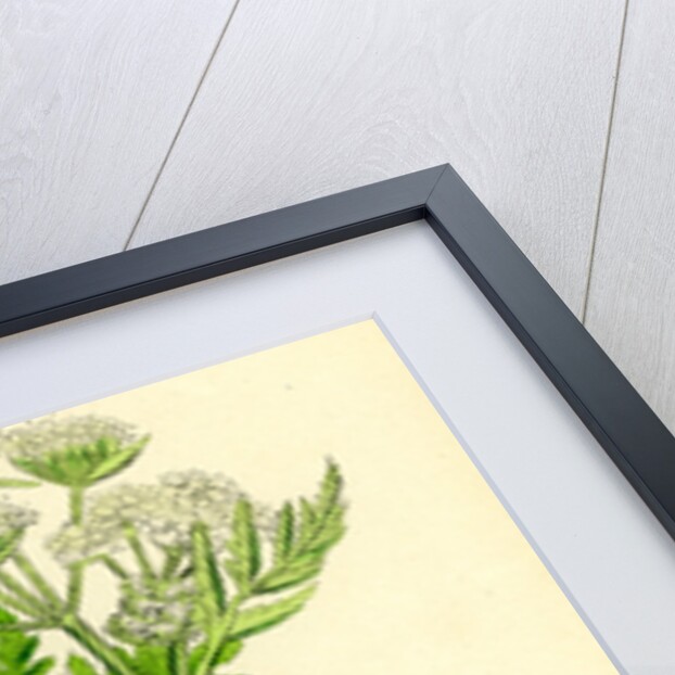 Myrrhis Odorata Sweet Cicely by Anonymous