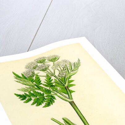 Myrrhis Odorata Sweet Cicely by Anonymous