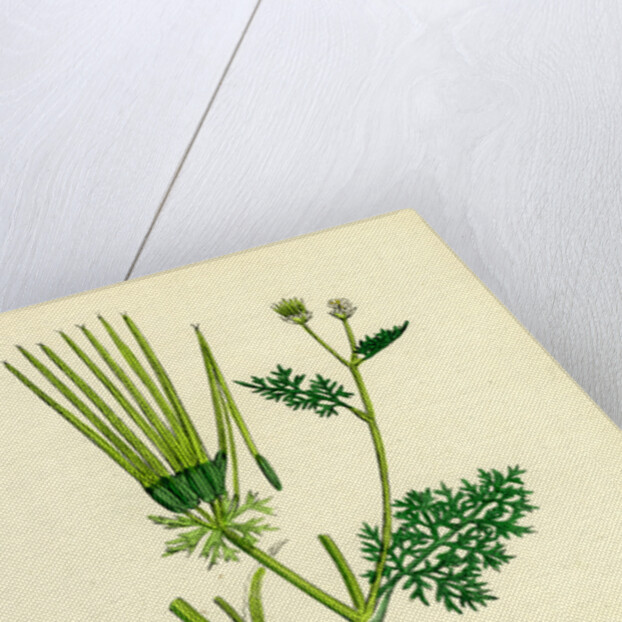 Scandix Pecten-Veneris Common Venus'-Comb by Anonymous