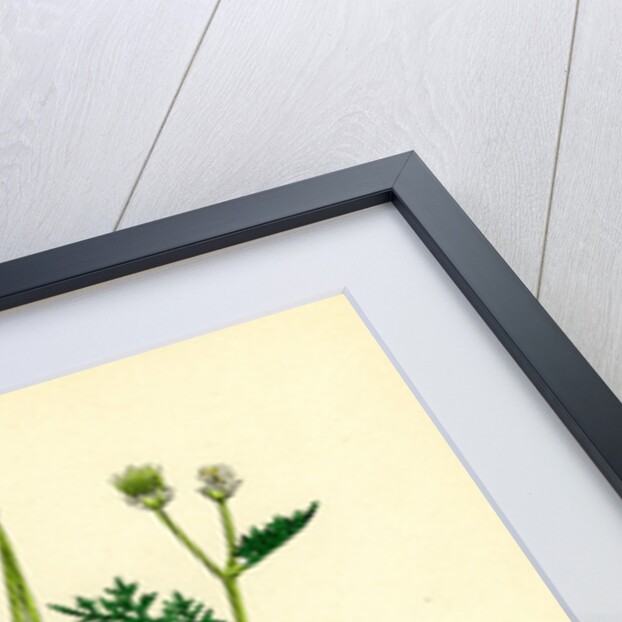 Scandix Pecten-Veneris Common Venus'-Comb by Anonymous