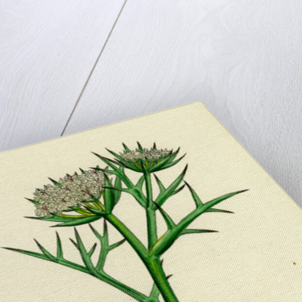 Echinophora Spinosa Sea Prickly-Samphire by Anonymous