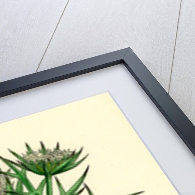 Echinophora Spinosa Sea Prickly-Samphire by Anonymous