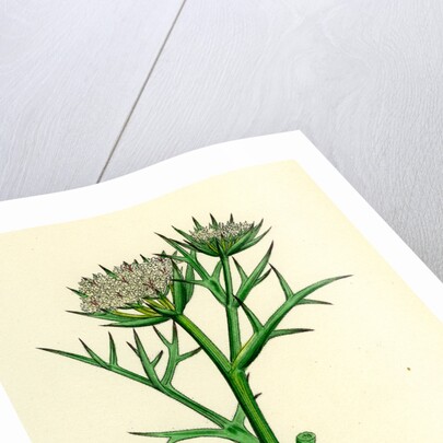 Echinophora Spinosa Sea Prickly-Samphire by Anonymous