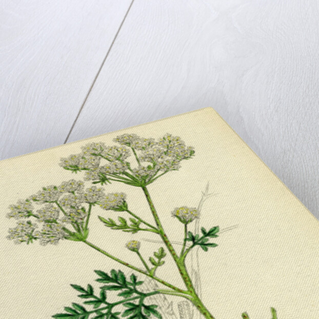 Conium Maculatum Common Hemlock by Anonymous