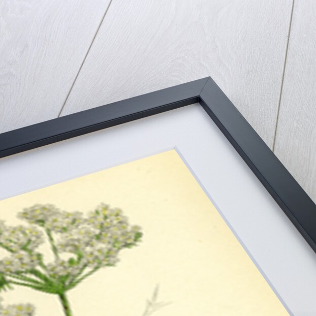 Conium Maculatum Common Hemlock by Anonymous